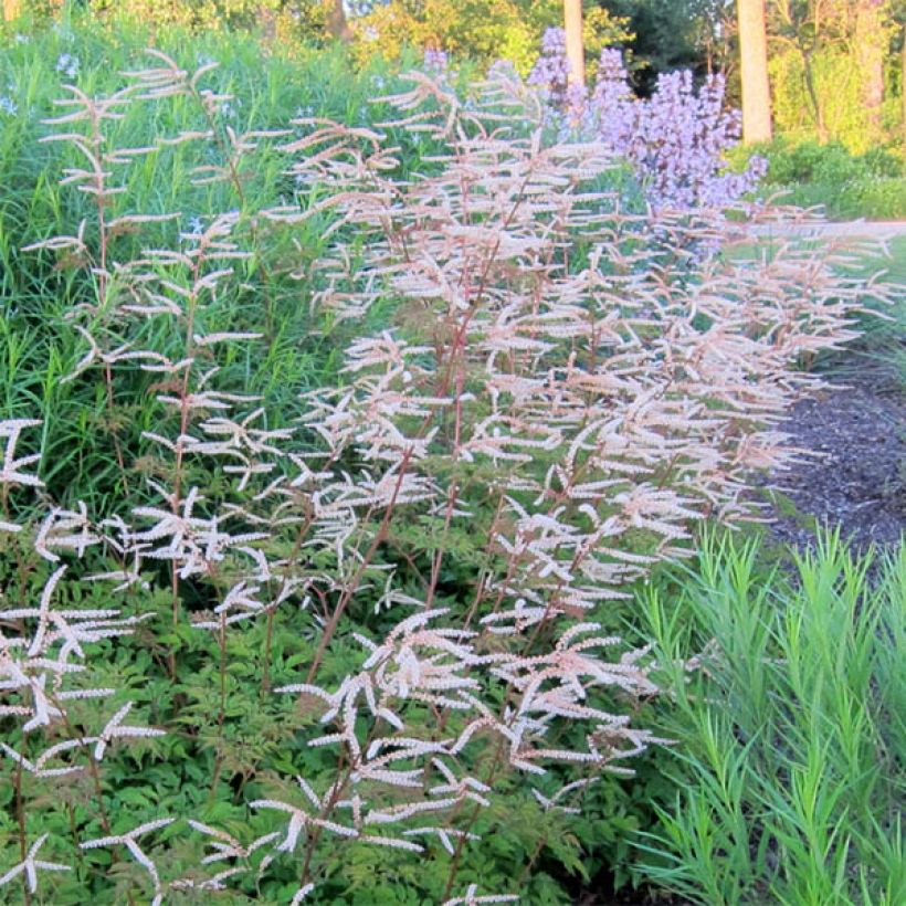 Aruncus hybride Horatio - Barbe de Bouc (Flowering)