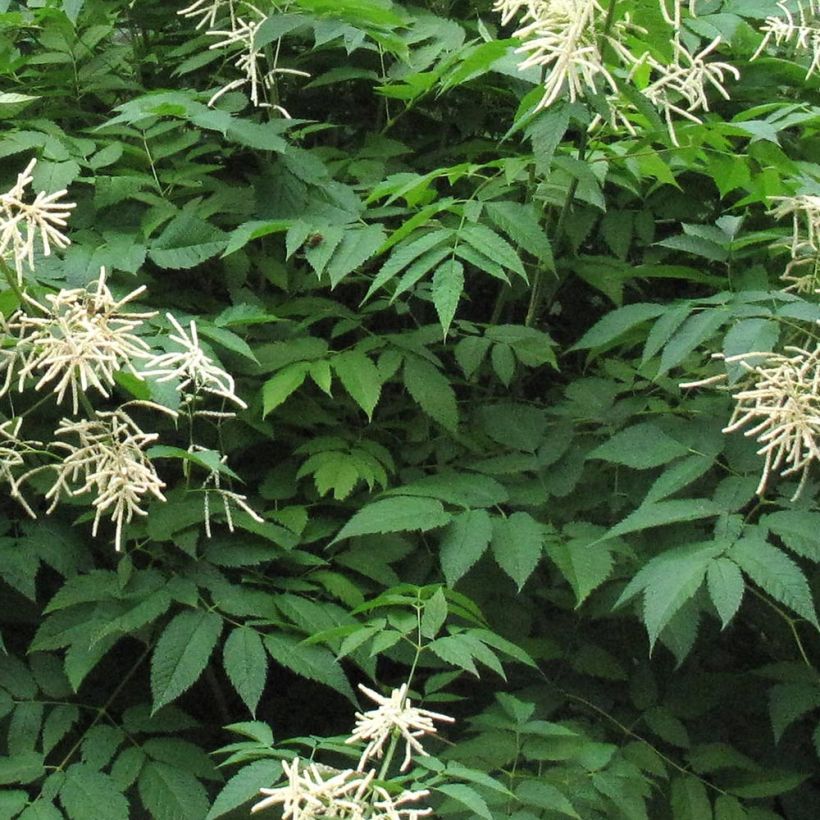 Aruncus hybride Misty Lace - Barbe de bouc (Foliage)