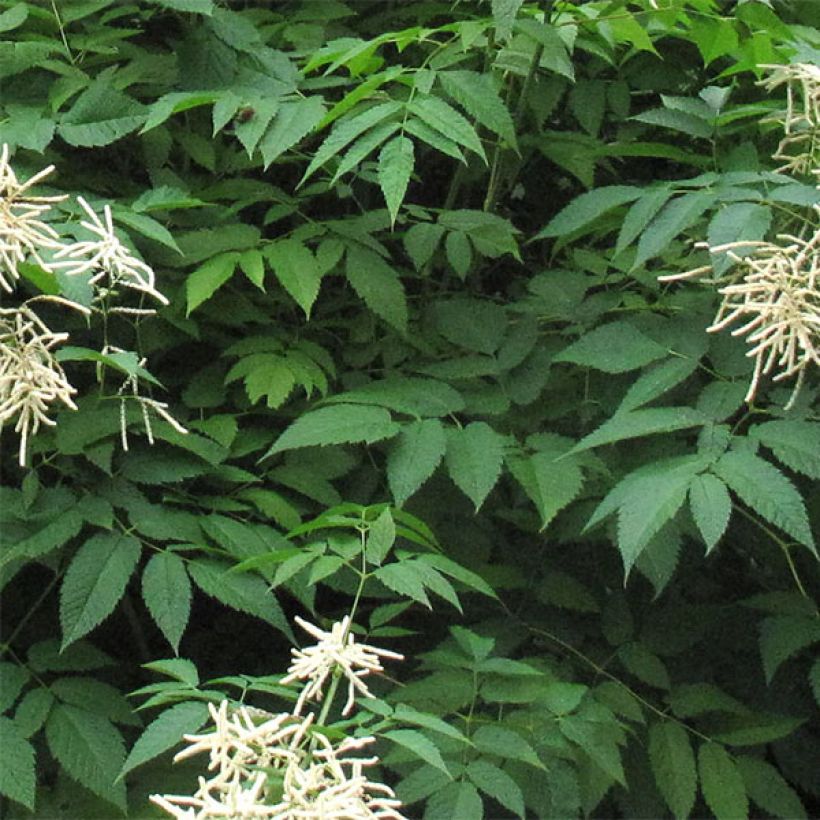 Aruncus sinensis Zweiweltenkind - Barbe de Bouc (Foliage)