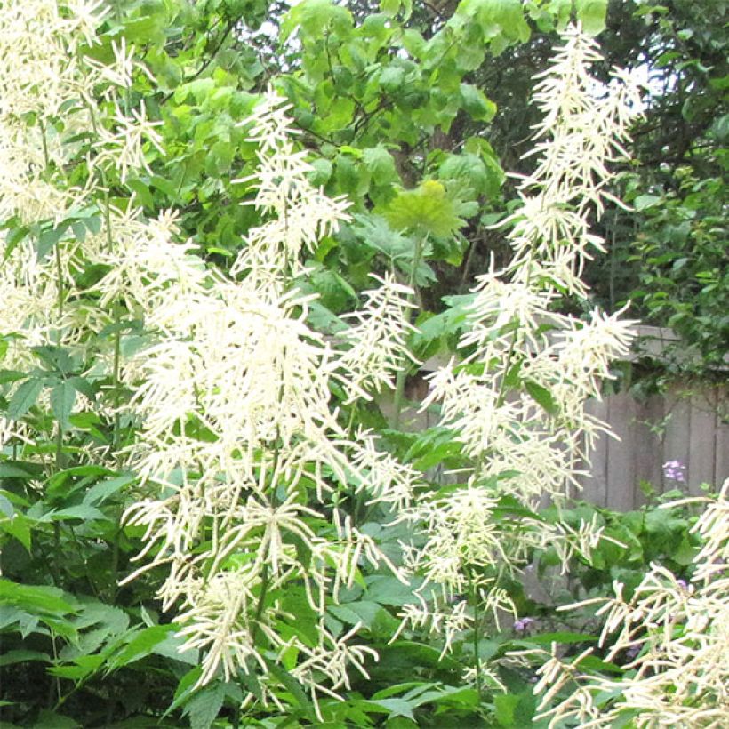 Aruncus sinensis Zweiweltenkind - Barbe de Bouc (Flowering)