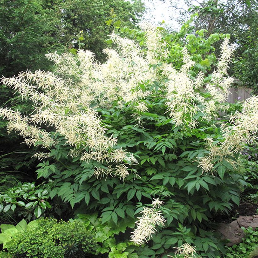 Aruncus sinensis Zweiweltenkind - Barbe de Bouc (Plant habit)