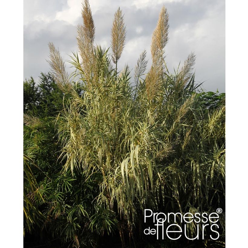 Arundo donax Aureovariegata - Canne de Provence (Plant habit)