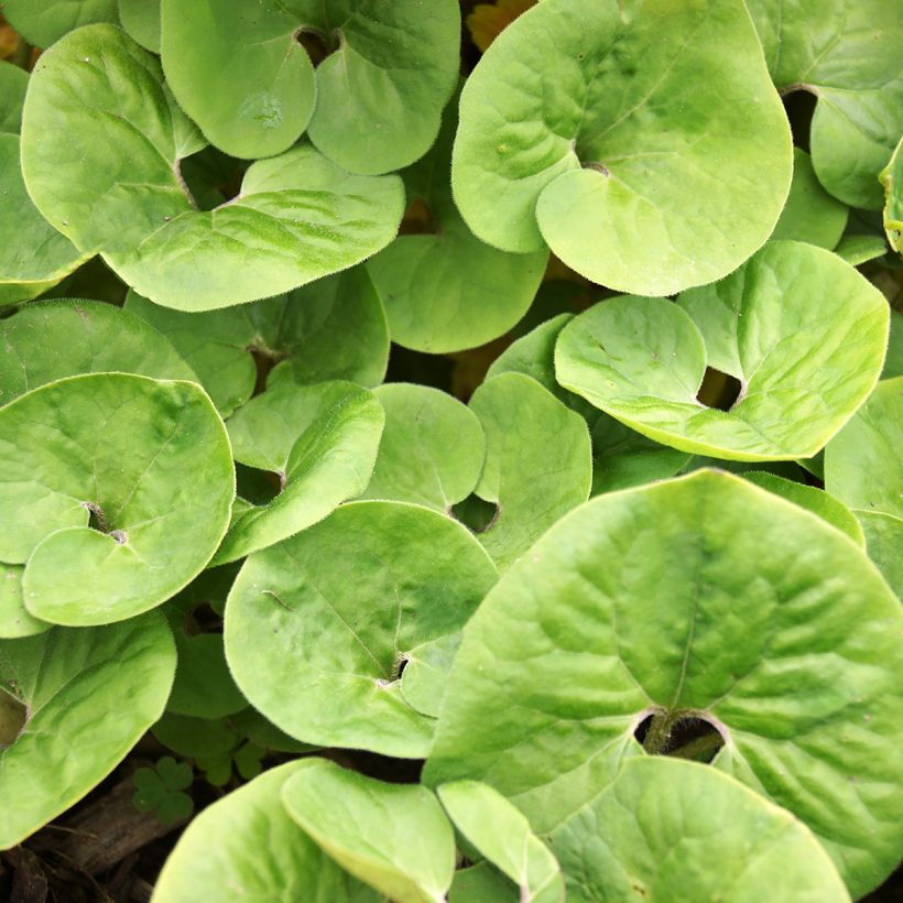 Asarum canadense - Asaret (Foliage)