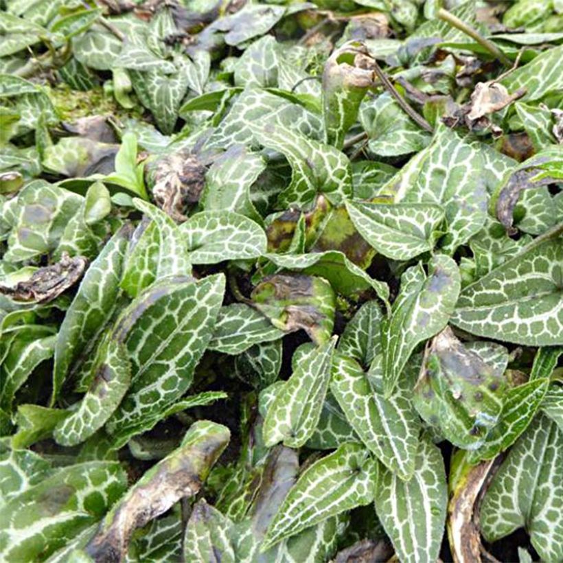 Asarum epigynum Takasago Saishin - Asaret (Foliage)