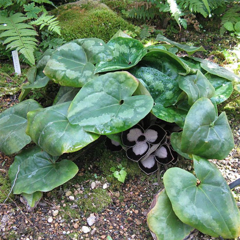 Asarum maximum Giant - Asaret (Plant habit)