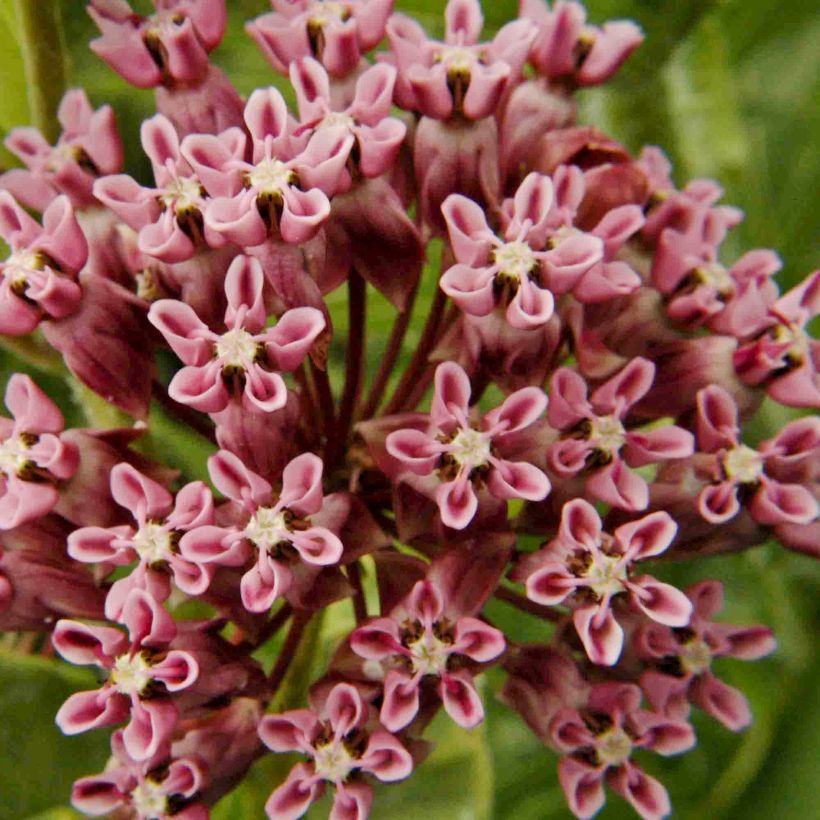 Asclépiade, Asclepias sullivantii (Flowering)