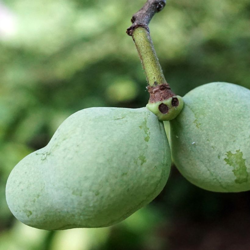 Asiminier, Pawpaw - Asimina triloba Overleese (Harvest)