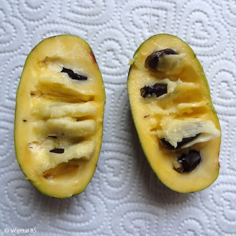 Asimina triloba Summer Delight - Asiminier Paw Paw (Harvest)