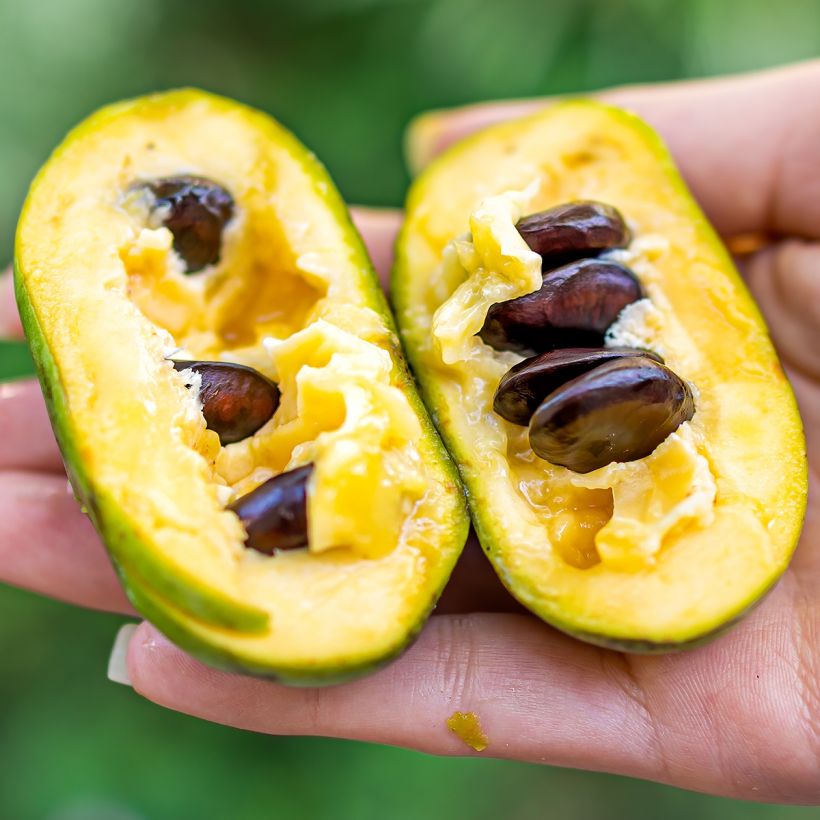 Asimina triloba Wells - Asiminier, Paw-paw (Harvest)