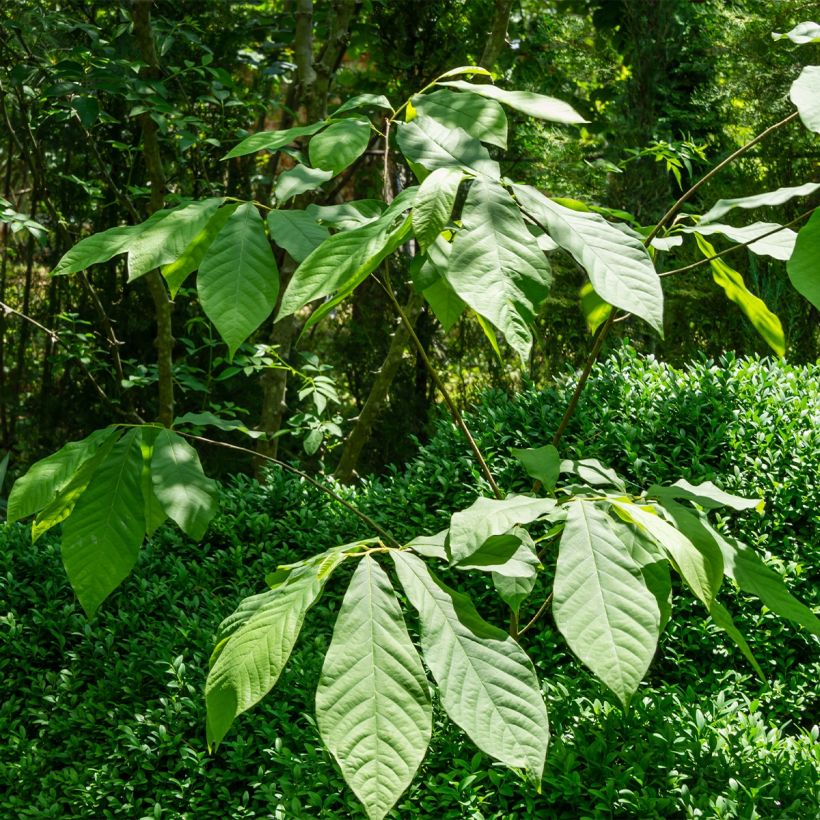 Asimina triloba Wells - Asiminier, Paw-paw (Plant habit)