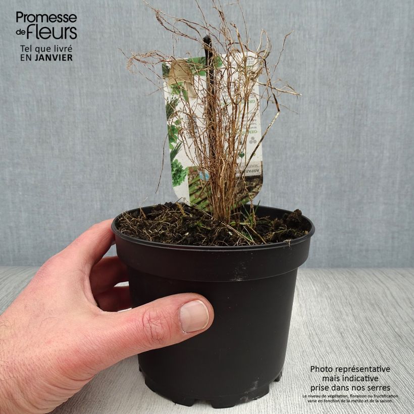 Example of Asperge verte Mary Washington - Asparagus officinalis Pot de 1,5L/2L as you get in hiver