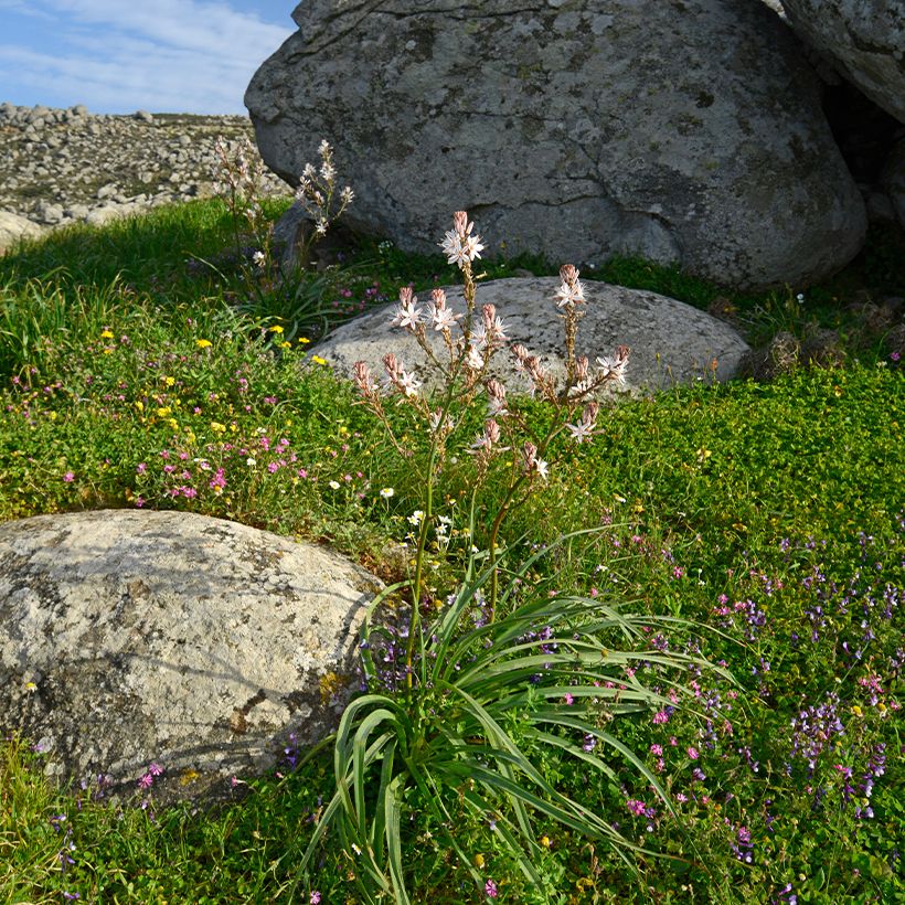Asphodèle à petits fruits - Asphodelus ramosus (Plant habit)