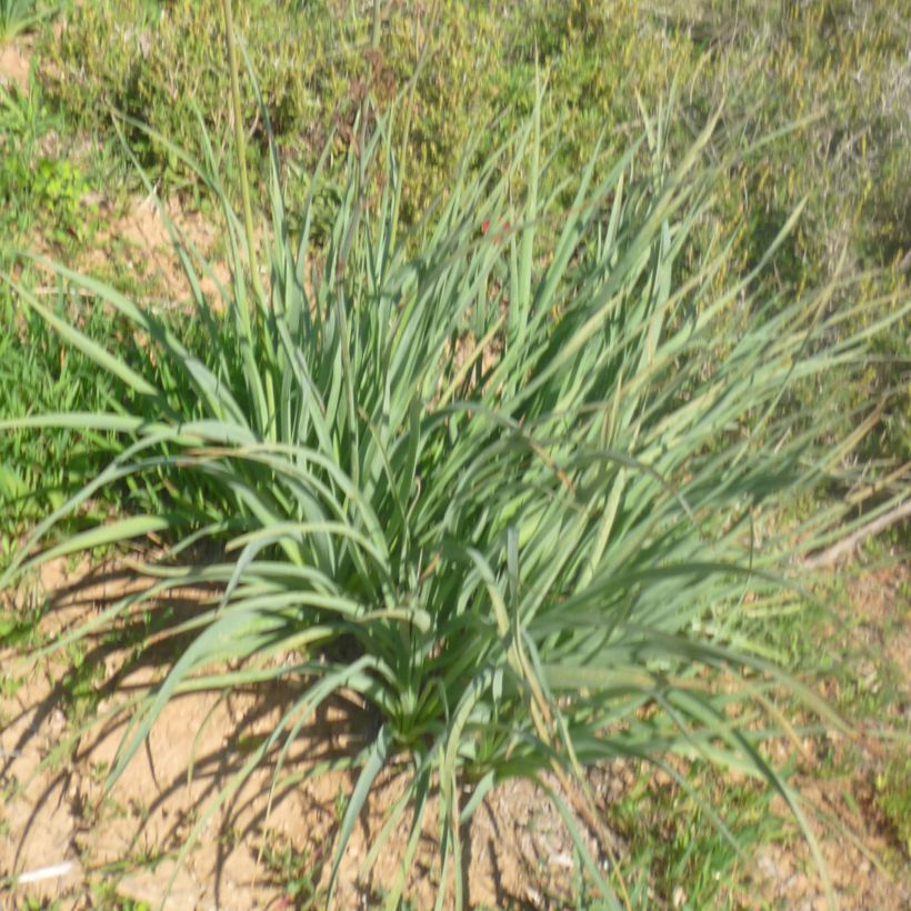Asphodèle à petits fruits - Asphodelus ramosus (Foliage)