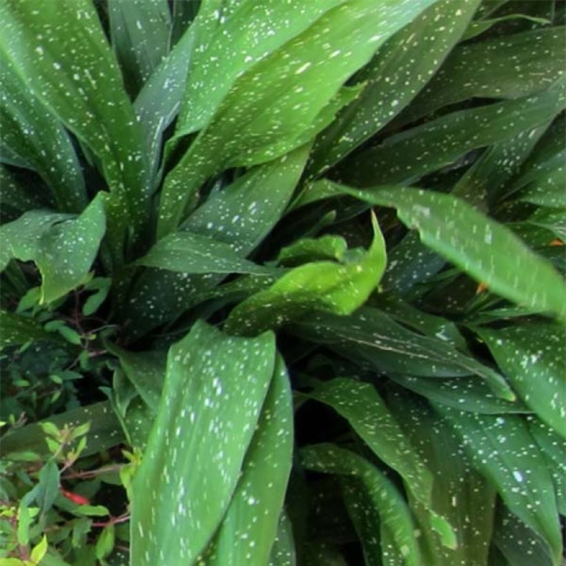 Aspidistra Milky way - Aspidistre élevée (Foliage)
