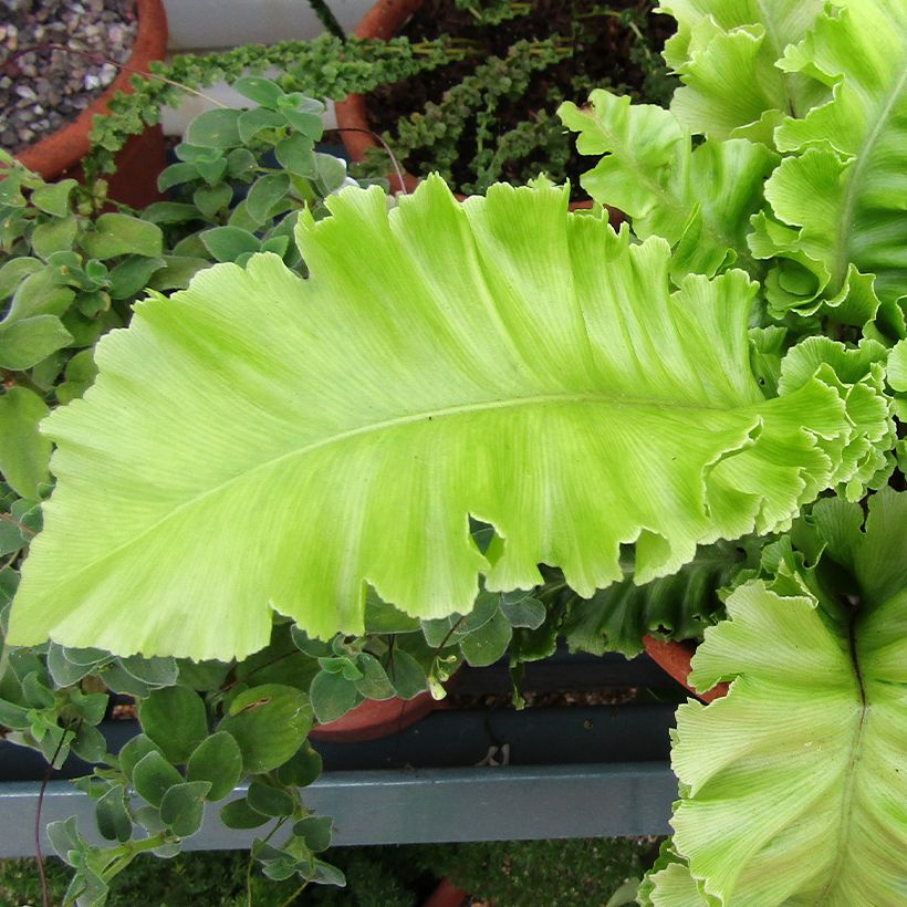 Asplenium scolopendrium Bolton’s Nobile - Fougère scolopendre (Foliage)