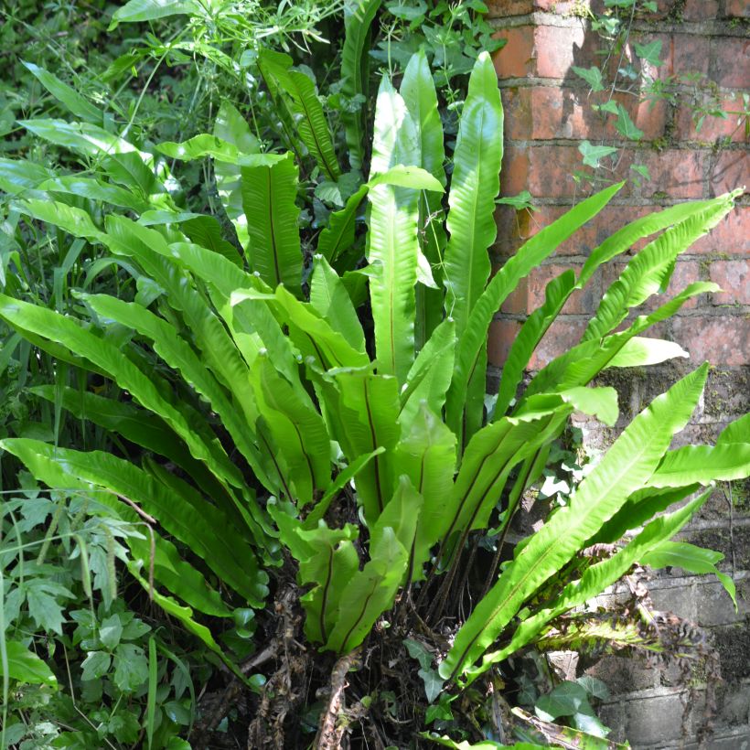 Asplenium scolopendrium Undulatum Group - Fougère scolopendre (Plant habit)