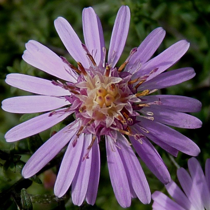 Aster lateriflorus Coombe Fishacre - Aster grand d'automne (Flowering)