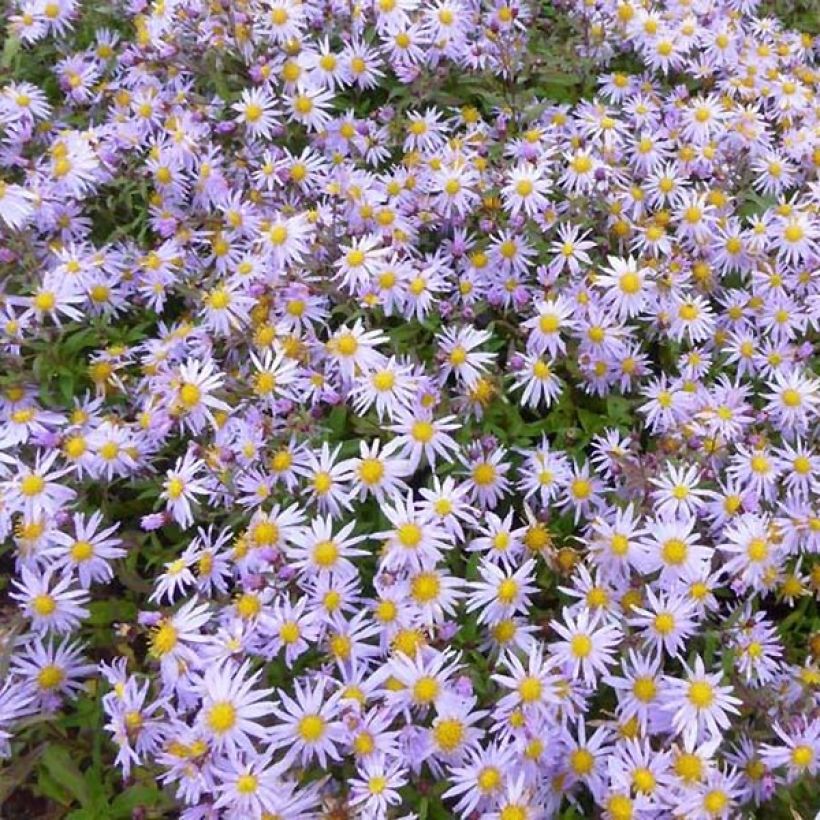 Aster Eleven purple - Aster nain d'automne (Flowering)