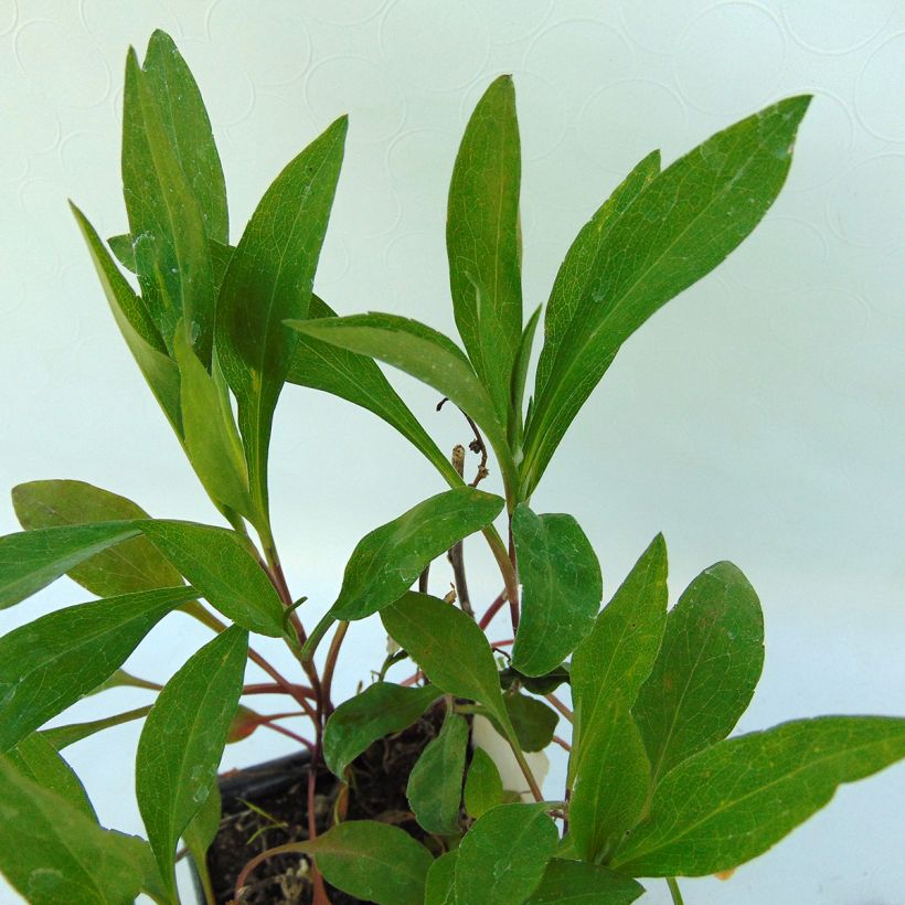 Aster Herfstweelde - Aster d'automne (Foliage)