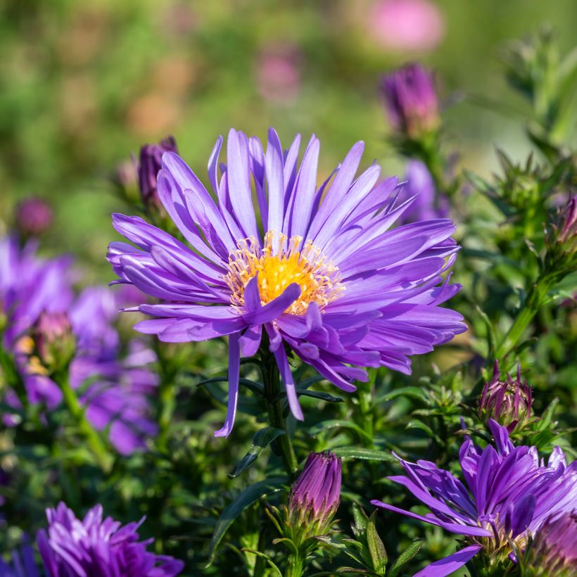Aster Herfstweelde - Aster d'automne (Flowering)