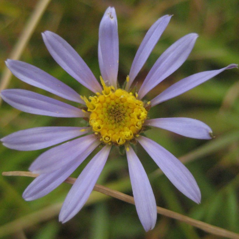 Aster alpigenus var. andersonii (Flowering)