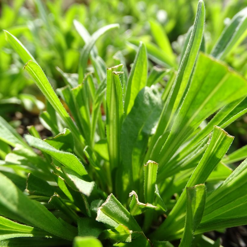 Aster alpinus Pinkie - Aster des Alpes (Foliage)