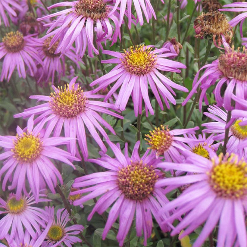 Aster amellus Sonia - Oeil du Christ (Flowering)