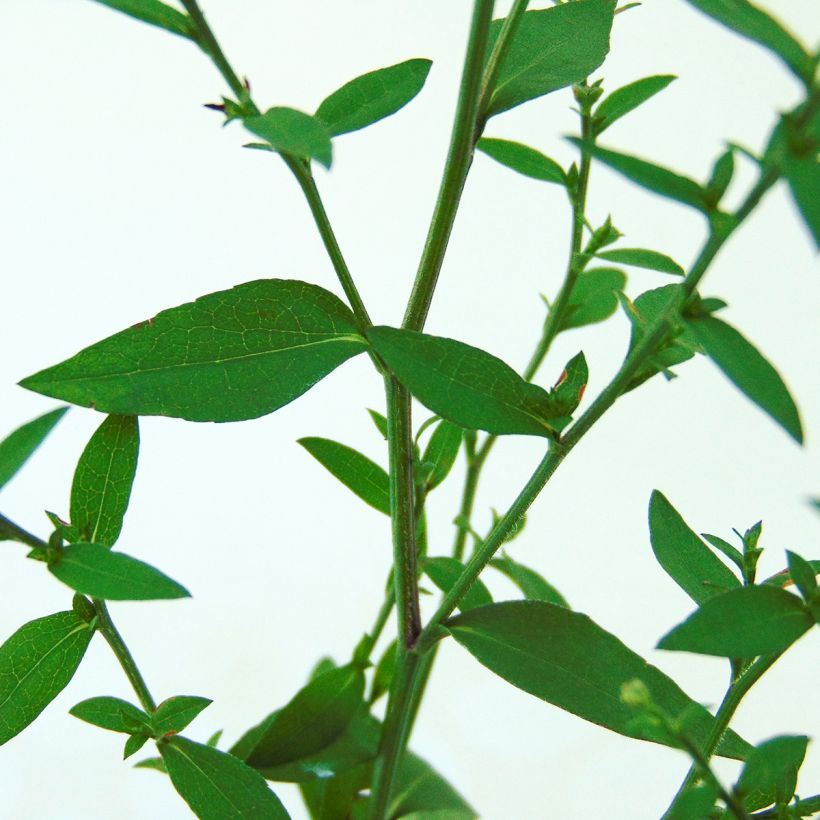 Aster cordifolius Blütenregen - Aster d'automne (Foliage)