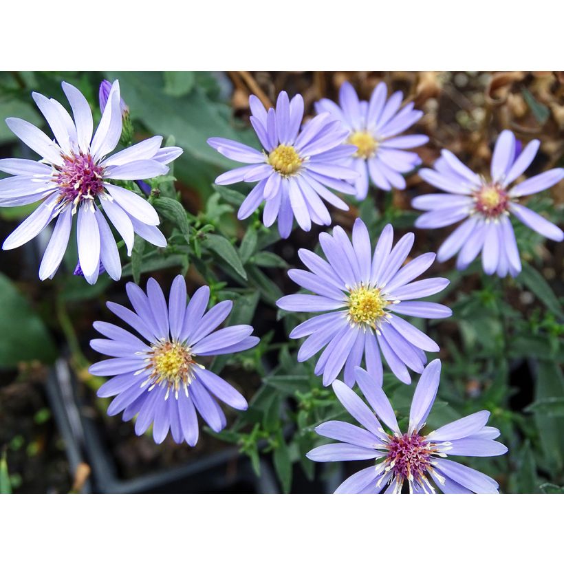 Aster cordifolius Little Carlow - Aster d'automne (Flowering)