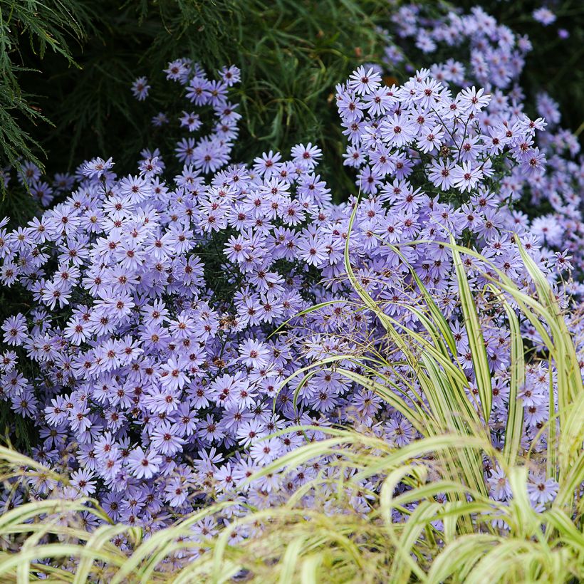 Aster cordifolius Little Carlow - Aster d'automne (Plant habit)