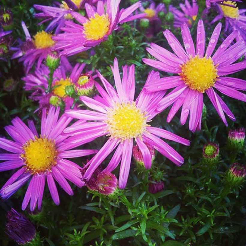 Aster dumosus Bahamas - Aster nain (Flowering)