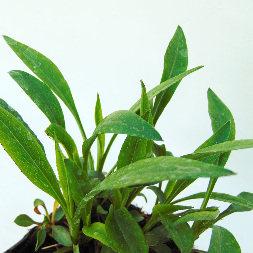 Aster dumosus Bahamas - Aster nain (Foliage)