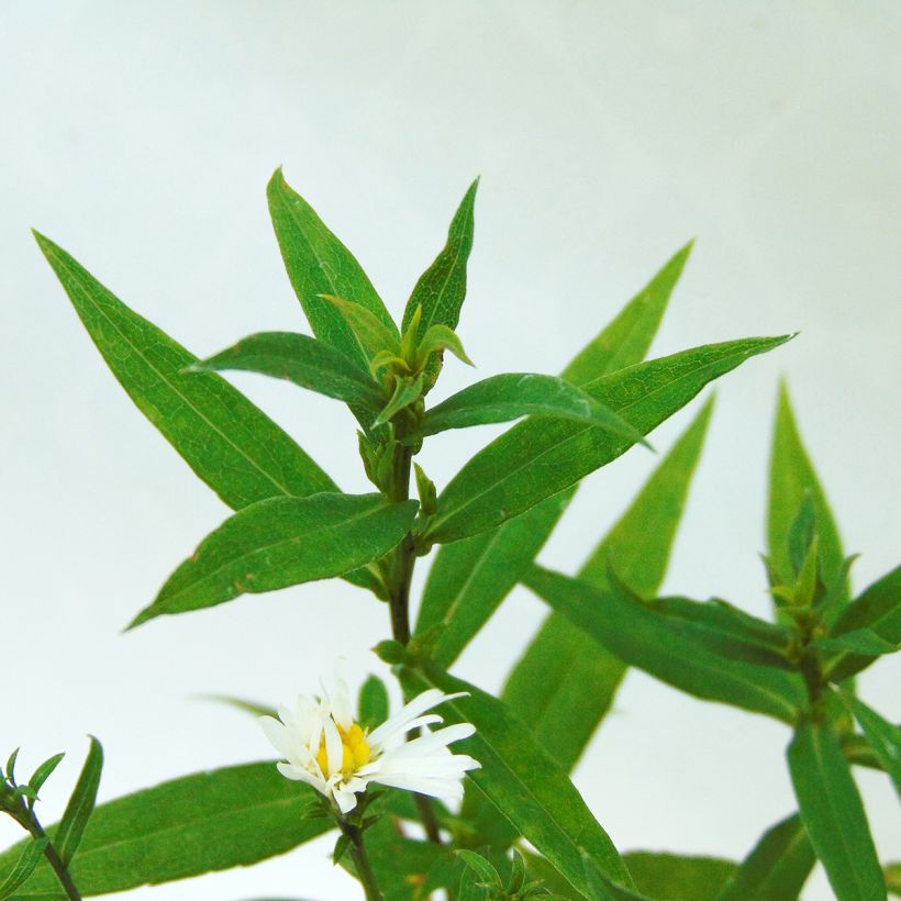 Aster dumosus Schneekissen - Aster nain d'automne (Foliage)