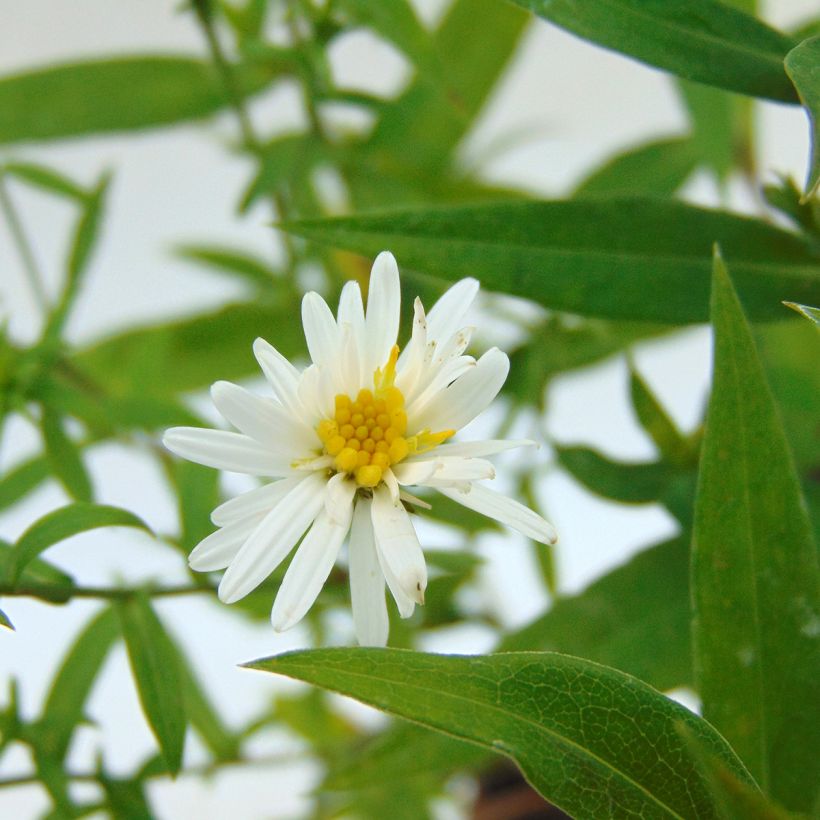 Aster dumosus Schneekissen - Aster nain d'automne (Flowering)