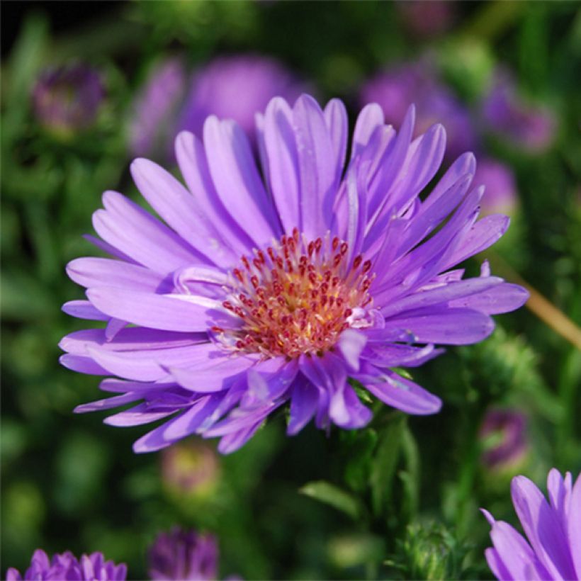 Aster ericoïdes Lovely (Flowering)