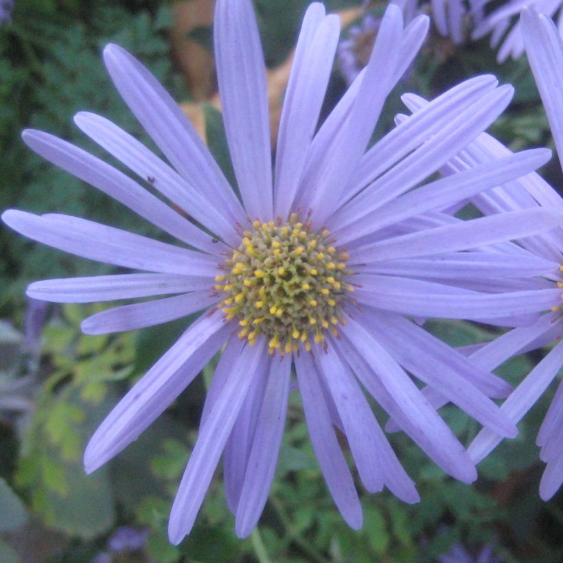 Aster frikartii Flora s Delight (Flowering)