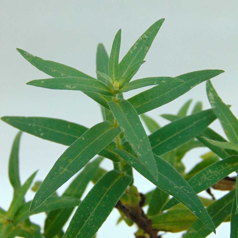 Aster hybride Ann Leys (Foliage)