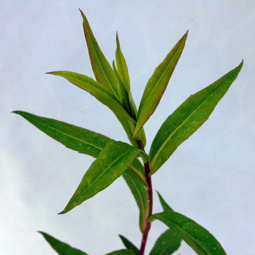 Aster lateriflorus Chloe - Aster d'automne (Foliage)