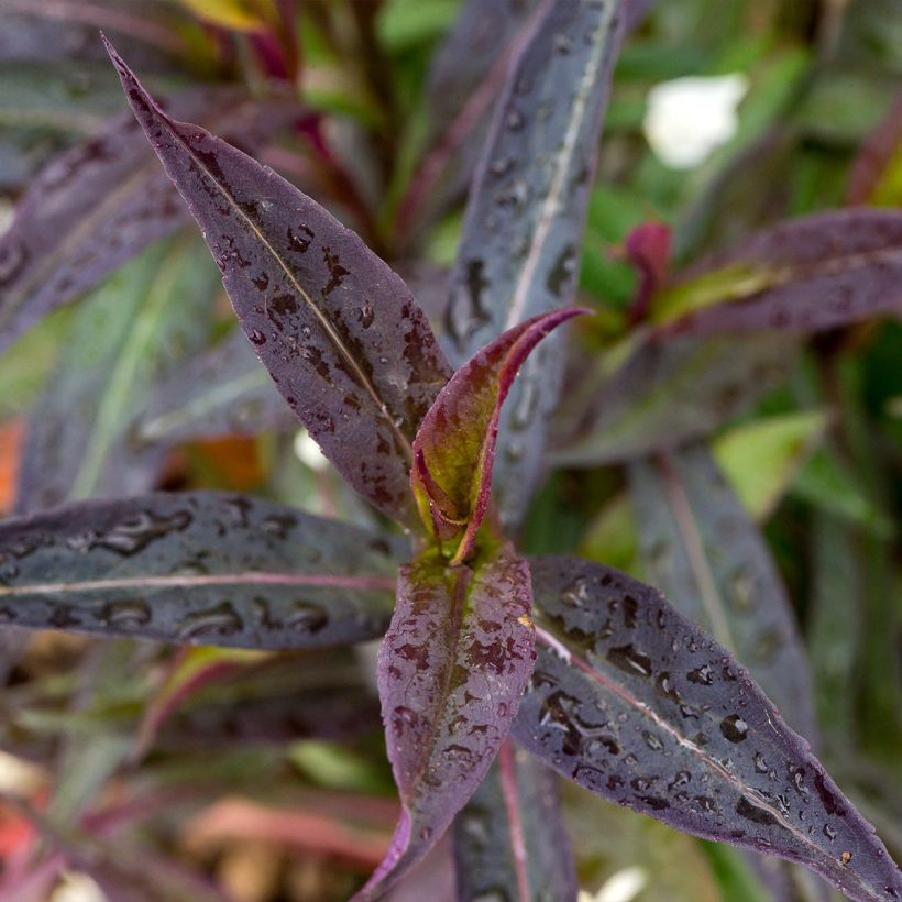 Aster lateriflorus Lady In Black - Aster d'automne (Foliage)