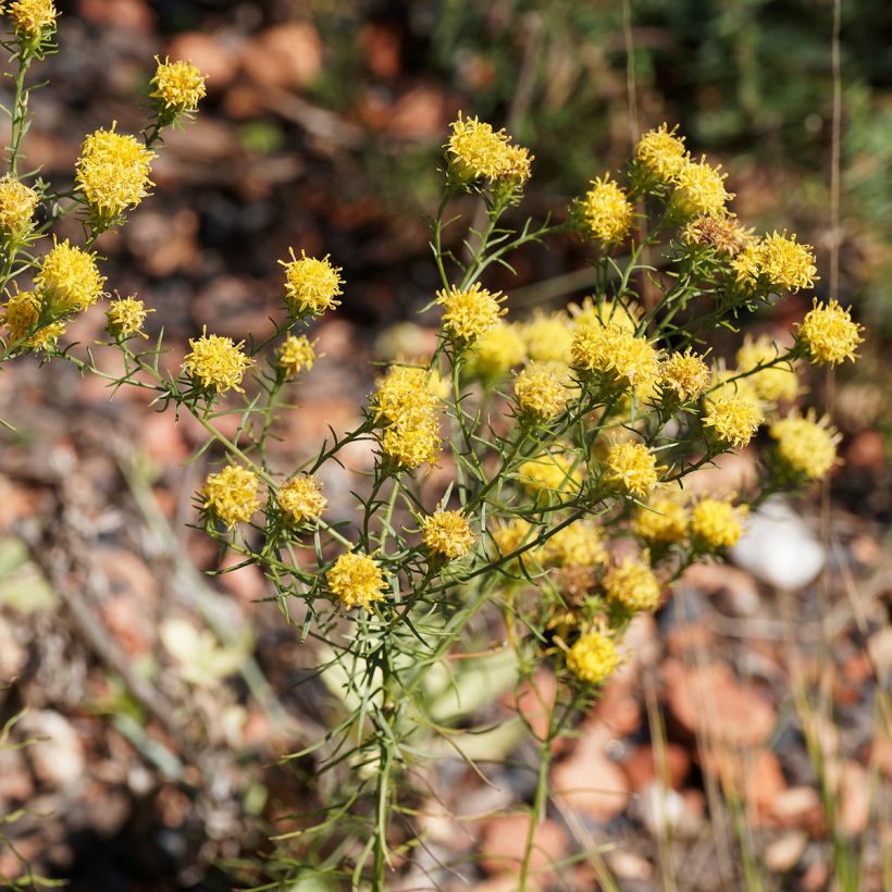Aster linosyris - Aster d'automne (Flowering)