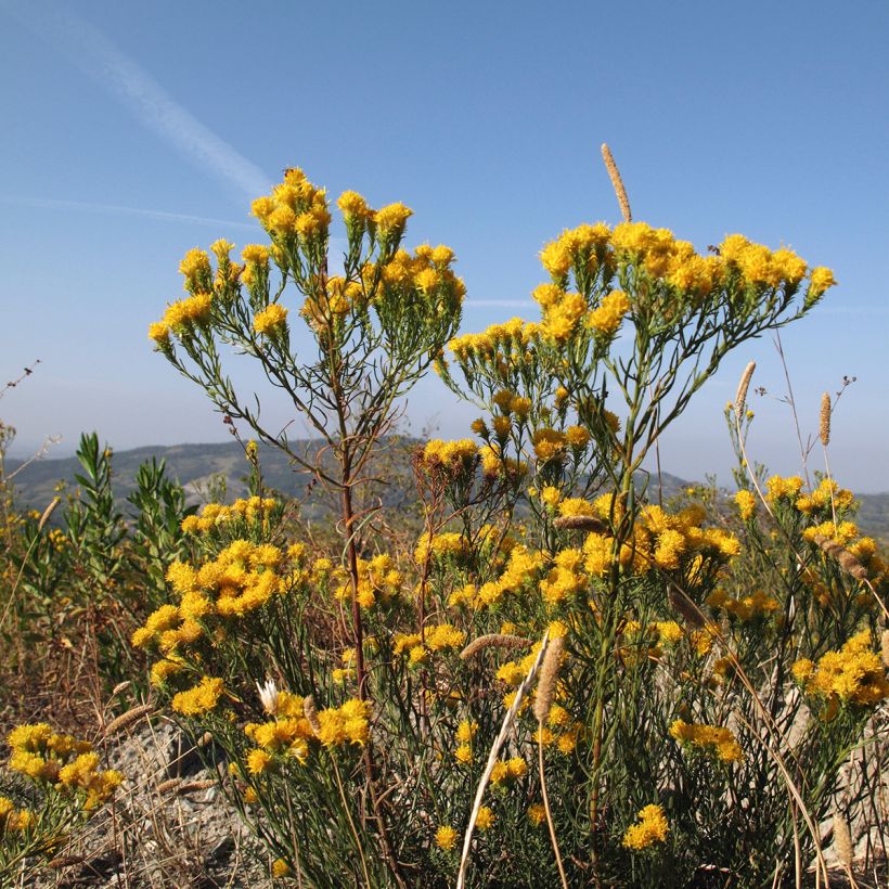 Aster linosyris - Aster d'automne (Plant habit)