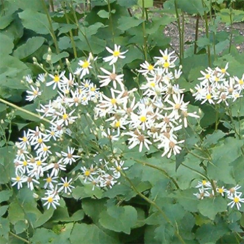 Aster macrophyllus Albus - Aster à grandes feuilles (Flowering)