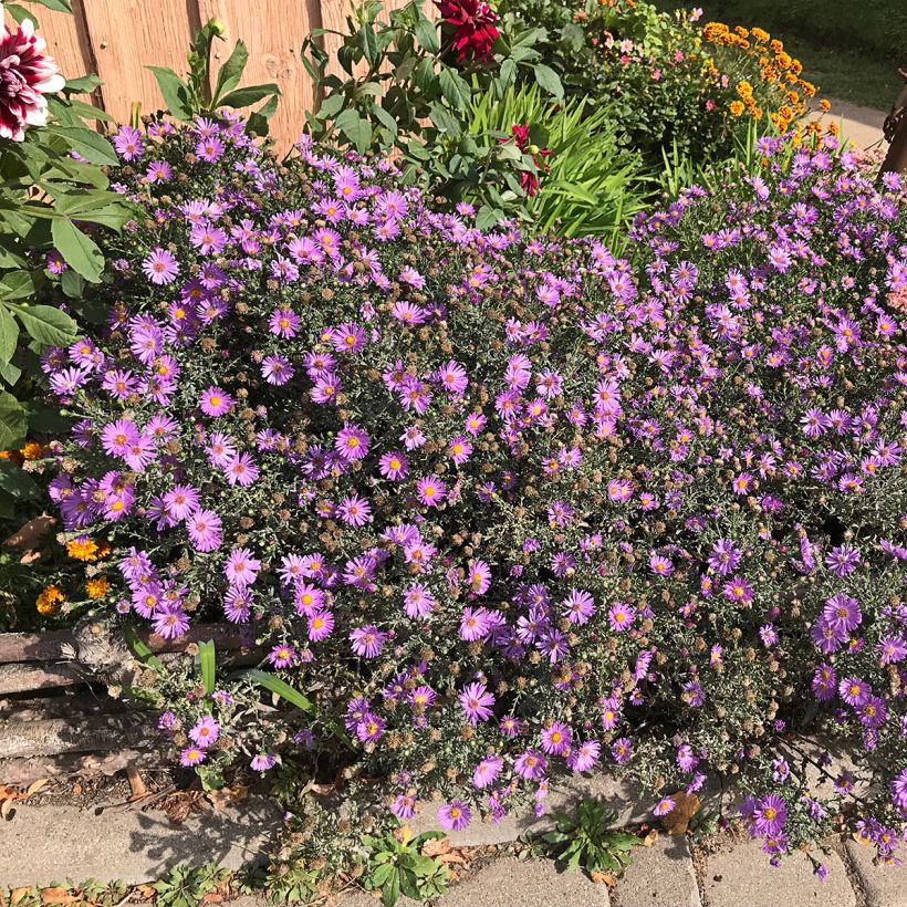 Aster novae-angliae Purple Dome - Aster d'automne (Plant habit)