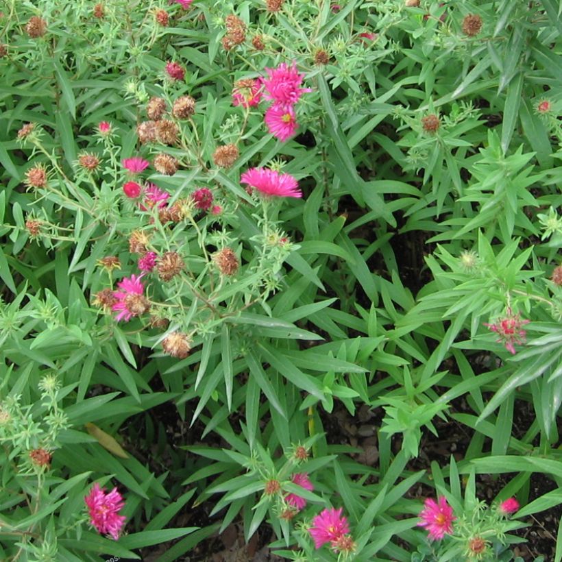 Aster novae-angliae Rosanna - Aster grand d'automne. (Plant habit)