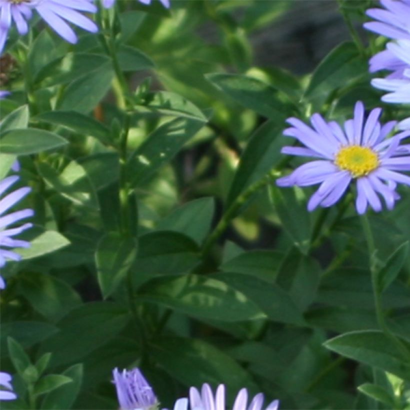 Aster novi-belgii Audrey - Aster nain d'automne (Foliage)
