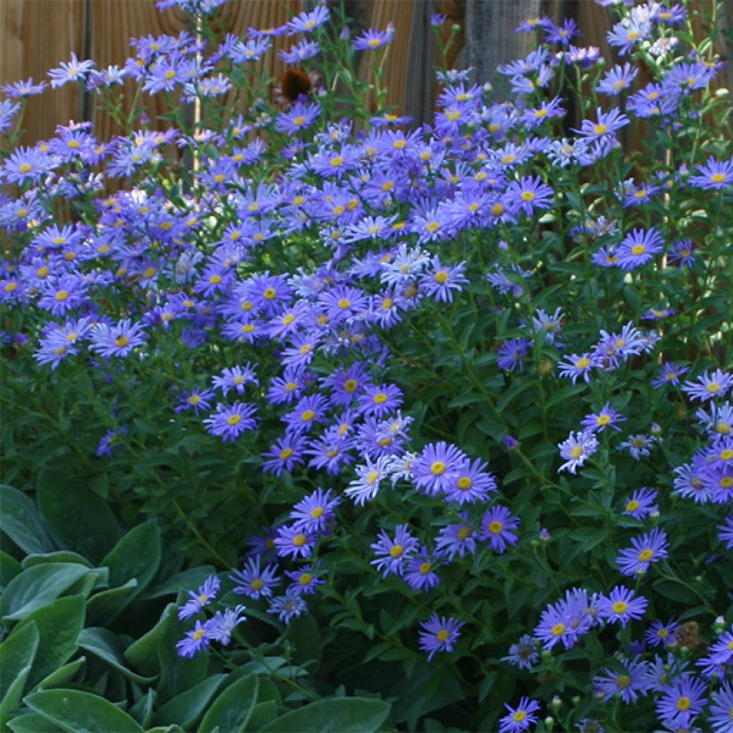 Aster novi-belgii Audrey - Aster nain d'automne (Flowering)