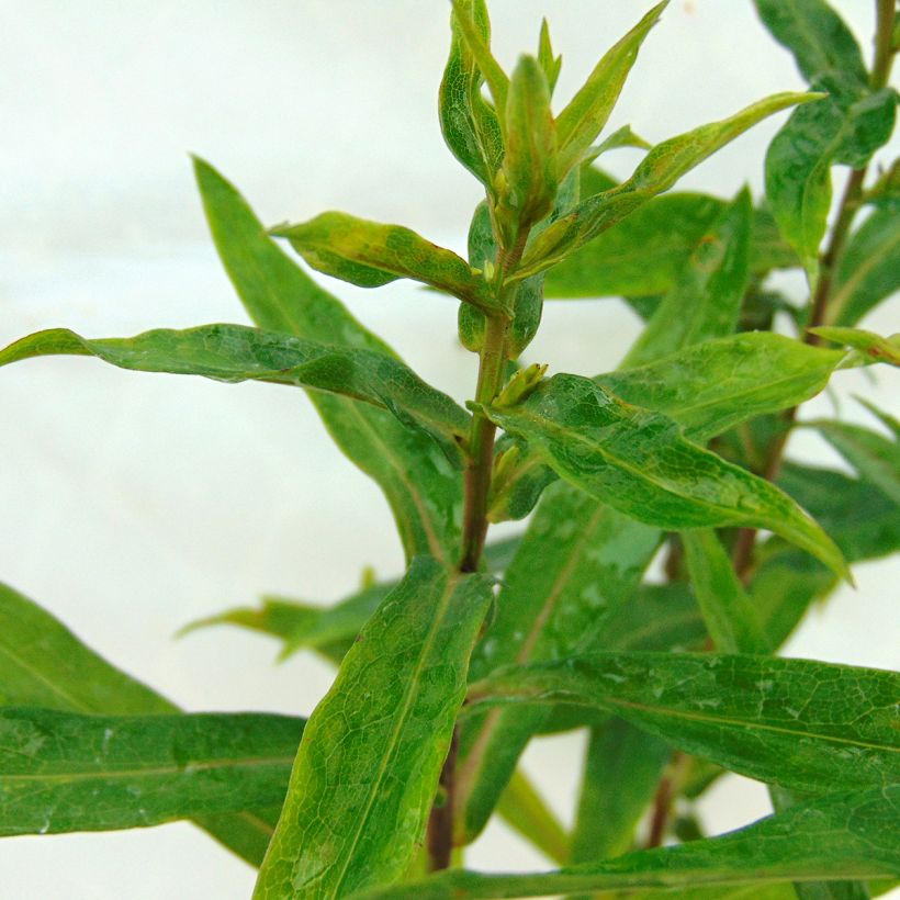 Aster novi-belgii Patricia Ballard - Aster grand d’automne (Foliage)