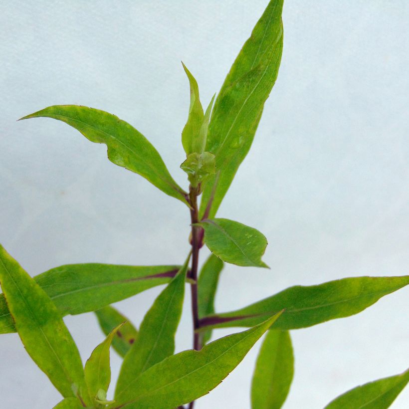 Aster novi-belgii Schone von Dietlikon - Aster grand d’automne (Foliage)