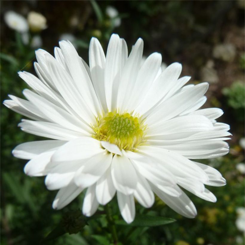 Aster novi-belgii White Lady - Aster grand d'automne (Flowering)