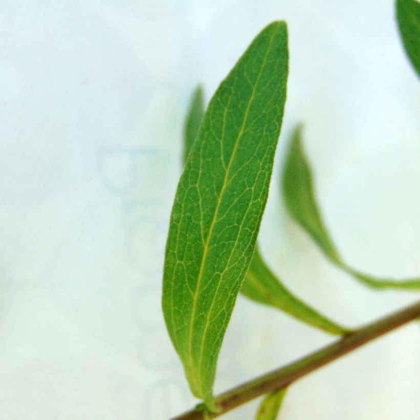 Aster pyrenaeus Lutetia - Aster d’été des Pyrénées (Foliage)